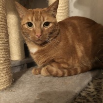 Alexander