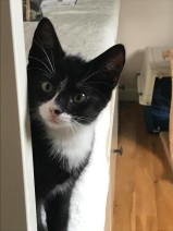 Gemma