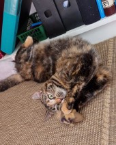 Eloise