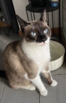 Leonardo