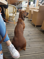 Bar hopper :) Bar hopper :)