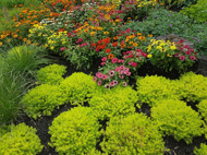 Lovely flowers Lovely flowers