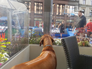 The dogs are aloud almost everywere! The dogs are aloud almost everywere!