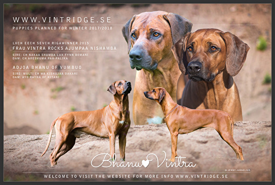 Planned litter with Bhanu & Vintra Planned litter with Bhanu & Vintra