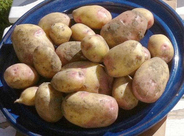 Potatis från sommarens skörd på Mirjams odling i småland