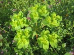 Revormstörel Euphorbia helioscopia