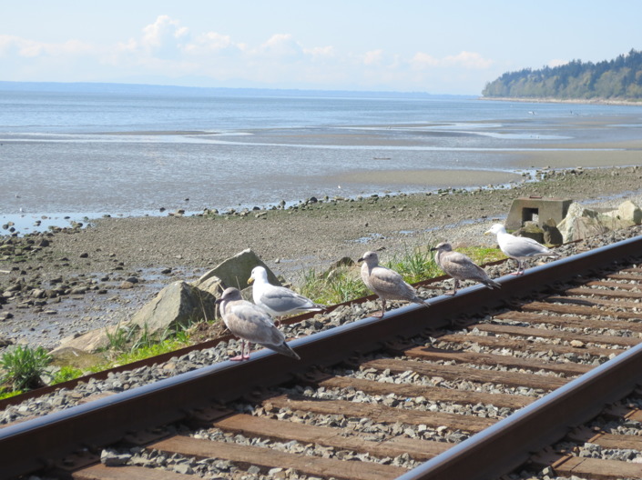 Längs med White Rock beach går tågrälsen som förbinder Vancouver med Seattle.