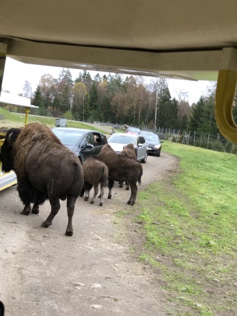 Det kan nog vara lite läskigt när man har stora bisonoxar precis utanför bilen. Det kan nog vara lite läskigt när man har stora bisonoxar precis utanför bilen.