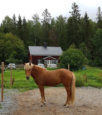 Min mysiga ridlägerhäst Sunna Min mysiga ridlägerhäst Sunna
