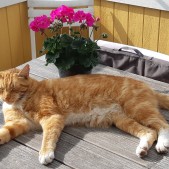 Gårdskatten Gillis