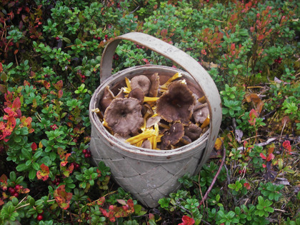 Skogens skafferi Skogens skafferi