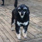 MOLLY