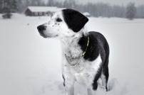 hund, Kajsa, veterinären i Stallarholmen