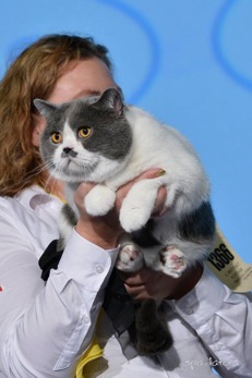 SP Suncat’s Higway Star
