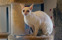 En cornish rex ville hälsa