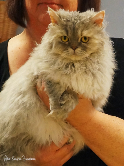 BÄSTA VUXEN HONA KATEGORI 3 - CH Higlandkatz Twisted Love, selkirk rex. Ägare: Marina Walström