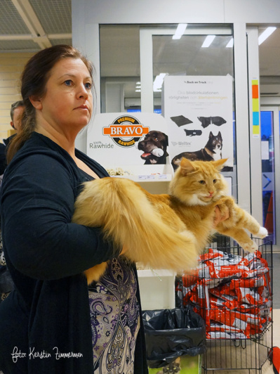 KLUBBMÄSTARE TOTALT – S*Just Catnap´s Heida, rödtabby/vit norsk skogkatt. Ägare: Sara Svensson