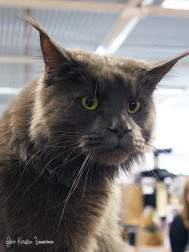 PUBLIKENS FAVORIT – PR S*East Aurora´s Buffalo Soldier. Maine Coon. Ägare Marianne Ståhl
