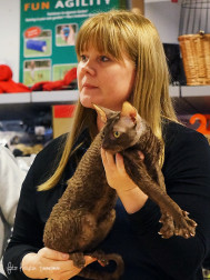 DAGENS VACKRASTE PÄLS – S*Rex Perspective Nintendo 64.  Cornish rex. Ägare Carina Gustafsson