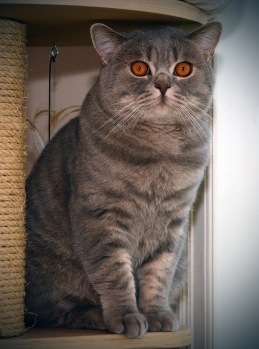 Suncat’s Loverman