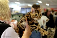 Wildcatsstars Loved Avicii,  BEN n 24. Ägare: Päivi Bärgård