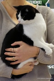 Lucy, HCS n 03, svart huskatt. Ägare: Daniella Schöner