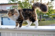 SE*Amfiliki's Angel Muriel, SIB f 09 22 SVERAK RX 347654. Ägare: Monica Åkerlöf