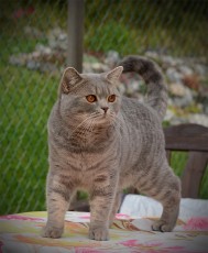 Suncat`s Loverman, BSH a 24. SVERAK LO 334153 Ägare: Inga-Britt & Ralf Norum