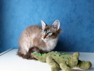 S*Blå Katten Plopp, LPL n 21 32 SVERAK RX 356242 Ägare: Monica Lagerquist