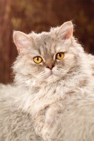 Highlandkatz Twisted Love, SRL g 22. SVERAK RX 326424. Ägare: Marina Walström