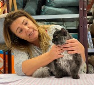 Nr. 35. DAGENS MACHO. NO*Chibinichi Milo, selkirk rex långhår. Ägare: Lena Wilhelmsson