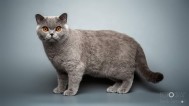 SE*Lindhouse Alice in Wonderland, BSH a. SVERAK LO 352709  Ägare: Camilla Broberg Mellberg