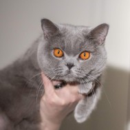SE*Catbromillas I heard of a girl