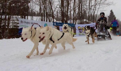 4-spann Polarhundsmästerskapen 2016 4-spann Polarhundsmästerskapen 2016