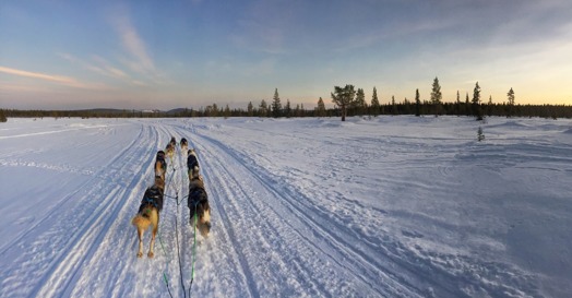 Egentid med hundarna Egentid med hundarna