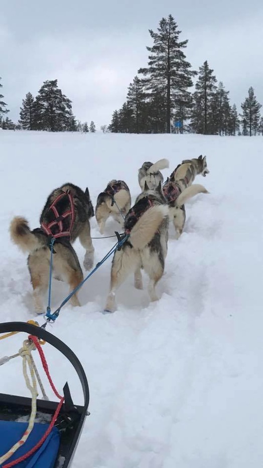 Hårda och igenblåsta spår på polardistans Hårda och igenblåsta spår på polardistans