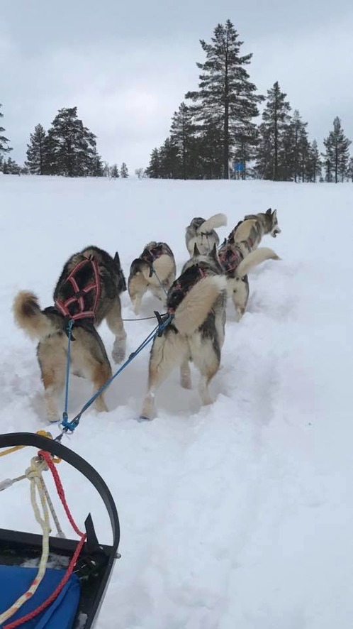 Hårda och igenblåsta spår på polardistans Hårda och igenblåsta spår på polardistans