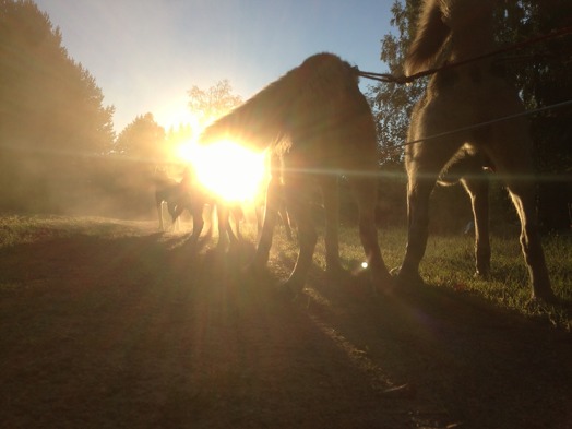 Tidig morgon Tidig morgon
