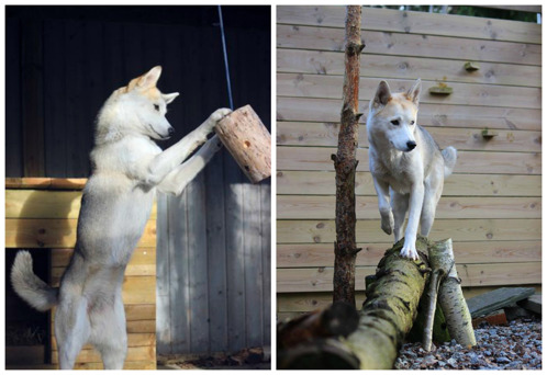 Ratchel är en hund som verkligen uppskattar att både leta rätt på ätbart och klättra/balansera. Ett enkelt sätt att smyga in balans- och coreträning i draghundens vardag. Ratchel är en hund som verkligen uppskattar att både leta rätt på ätbart och klättra/balansera. Ett enkelt sätt att smyga in balans- och coreträning i draghundens vardag.