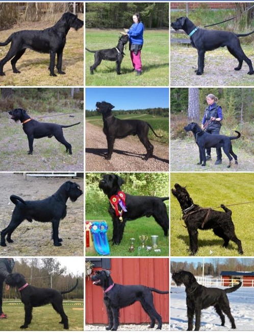 Ett par hundar ur valparnas familjeträd. Ett par hundar ur valparnas familjeträd.