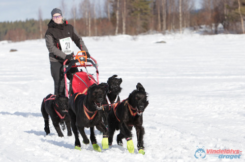 Tre av fyra hundar på kortet är släkt till valparna, längst fram till vänster är morfar Timmie och bak har vi morfars systrar Thia samt Trollet. Foto: Joakim Blomkvist. Vindelälvsdraget 2012 Tre av fyra hundar på kortet är släkt till valparna, längst fram till vänster är morfar Timmie och bak har vi morfars systrar Thia samt Trollet. Foto: Joakim Blomkvist. Vindelälvsdraget 2012