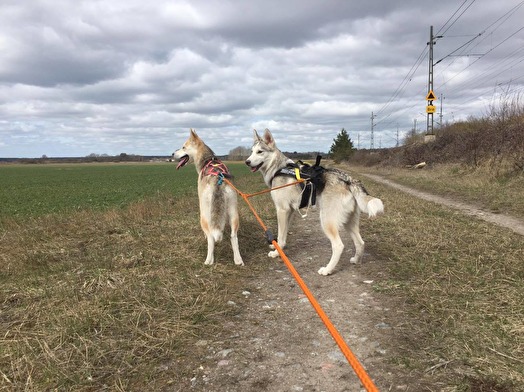 Ratchel och Sally på canicross-tur. Ratchel och Sally på canicross-tur.