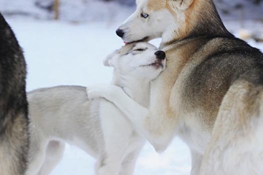 Att ta hand om familjen är viktigt för hunden som art. Att ta hand om familjen är viktigt för hunden som art.