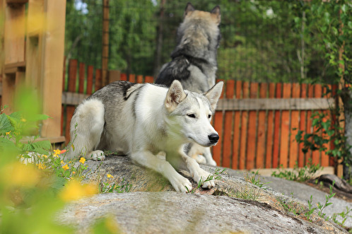 Sally roar sig ofta med att smyga på övriga flockmedlemmarna. Rätt som det är attackerar hon i ett försök att dra igång en skojig jaktlek. Sally roar sig ofta med att smyga på övriga flockmedlemmarna. Rätt som det är attackerar hon i ett försök att dra igång en skojig jaktlek.