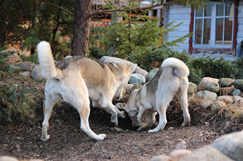 Två grävtokiga tjejer samarbetar. Målet är knappast att göra matte tokig, utan snarare har de funnit något de finner vara mycket stimulerande och roligt. Att gräva är inte bara berikande för hunden, det är också ett bra sätt att stärka kroppens muskler. Två grävtokiga tjejer samarbetar. Målet är knappast att göra matte tokig, utan snarare har de funnit något de finner vara mycket stimulerande och roligt. Att gräva är inte bara berikande för hunden, det är också ett bra sätt att stärka kroppens muskler.