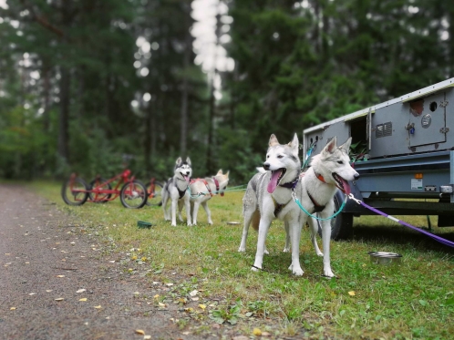 Fyrspann för andra gången denna höst. Här med rookien Trixa i wheel som aldrig dragit tidigare och vars matte också följde med på träning. Ratchel jämte Trixa och så Kit och hans elev Sally i led. Fyrspann för andra gången denna höst. Här med rookien Trixa i wheel som aldrig dragit tidigare och vars matte också följde med på träning. Ratchel jämte Trixa och så Kit och hans elev Sally i led.