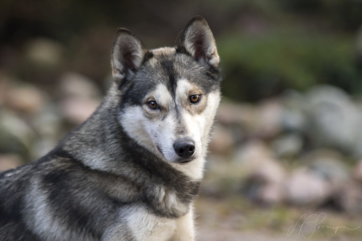 Turbo, grabben som gjort fina framsteg på kort tid i instensivkursen "Störningar" hos Raxeira's Turbo, grabben som gjort fina framsteg på kort tid i instensivkursen "Störningar" hos Raxeira's