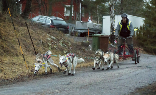En typisk start hemifrån vår gata, där första kilometern oftast är den mest händelserika. Kit och Sally i led, Ratchel och Turbo i wheel. En typisk start hemifrån vår gata, där första kilometern oftast är den mest händelserika. Kit och Sally i led, Ratchel och Turbo i wheel.