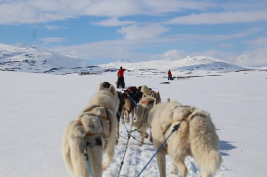Stekenjokk 2017 Emzyhusky/ Toleks Kennel Stekenjokk 2017 Emzyhusky/ Toleks Kennel