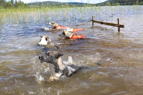 Lär hundarna redan från tidig ålder att det är roligt med vatten och de simmar självmant ut och busar